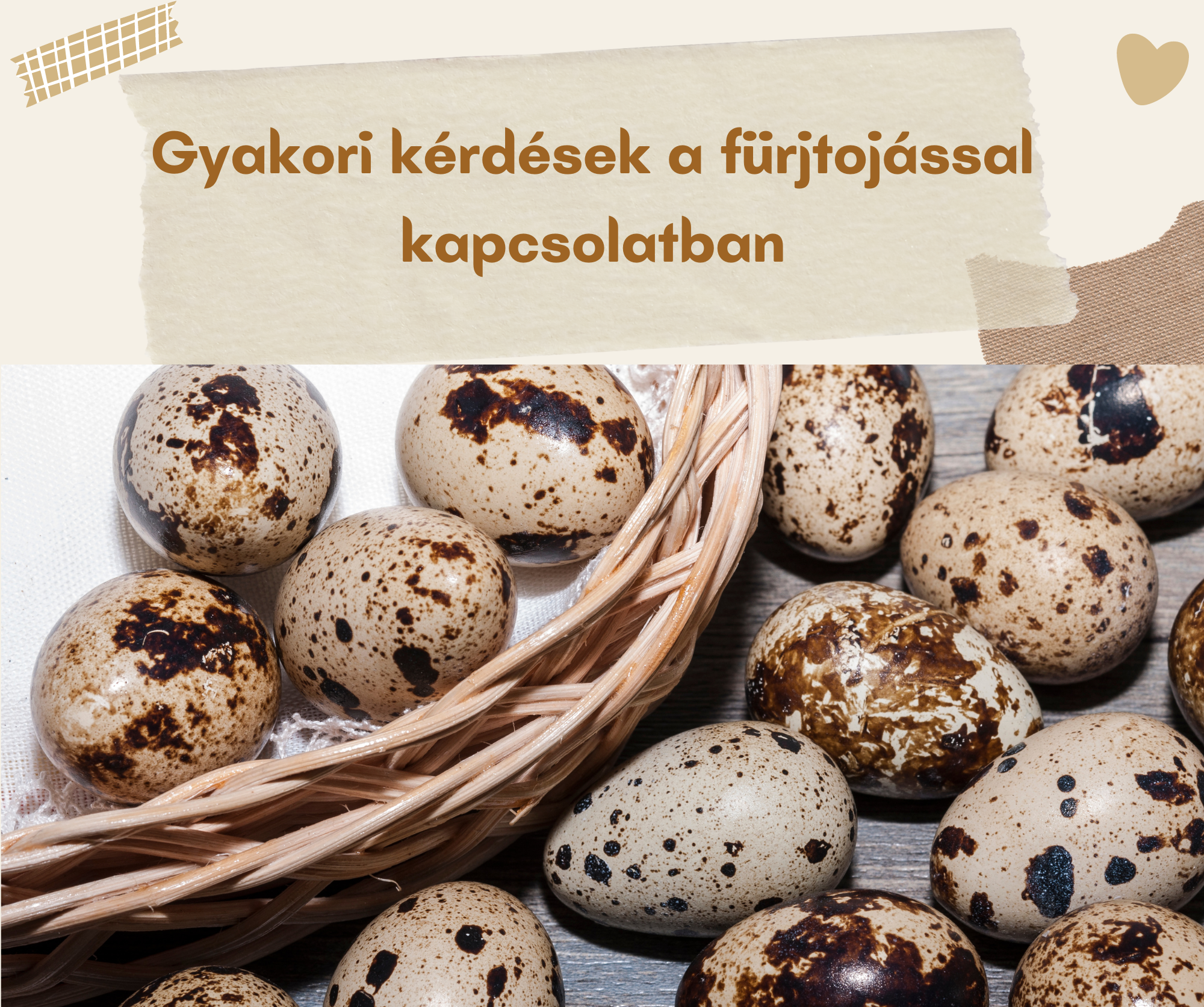 gyakori kérdések a fürjtojással kapcs
